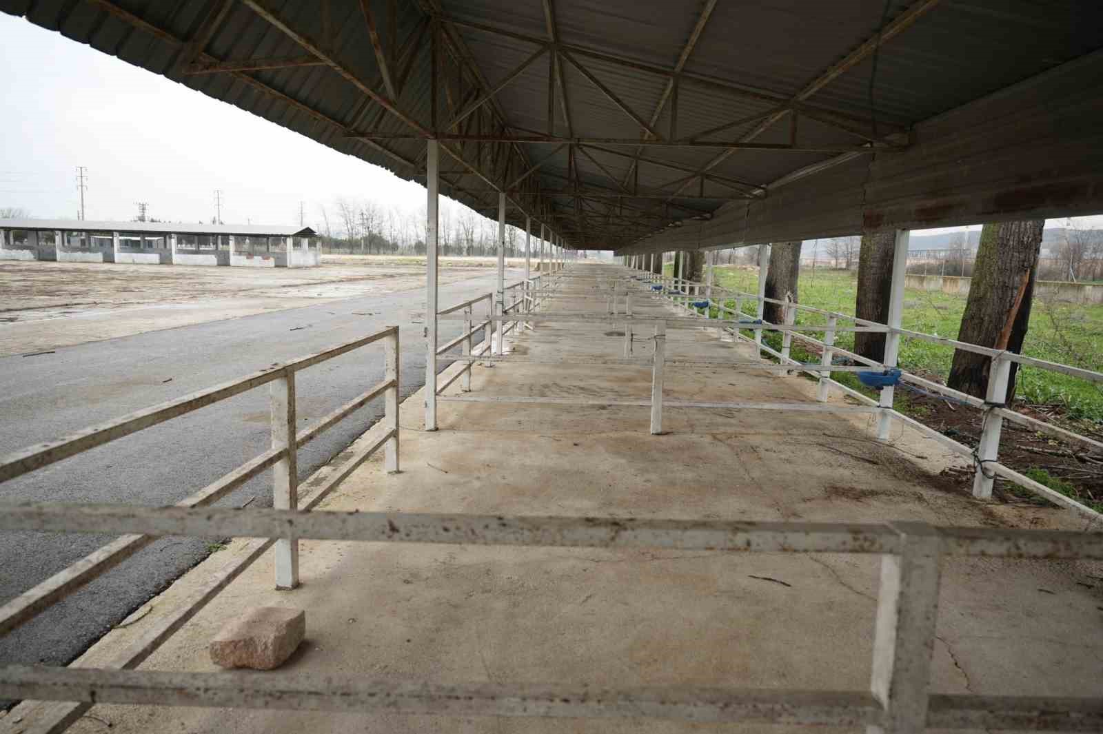 Başkan devreye girdi, canlı hayvan pazarı yeniden a&ccedil;ıldı
