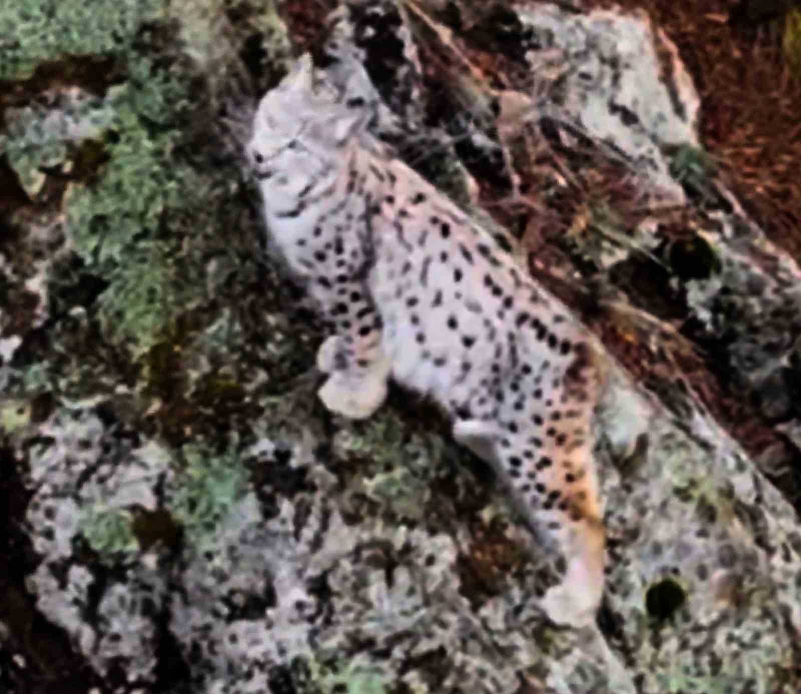 Yaban hayatında nadir g&ouml;r&uuml;nt&uuml;: Artvin&rsquo;de dağların zirvesinde gebe vaşak kamerada
