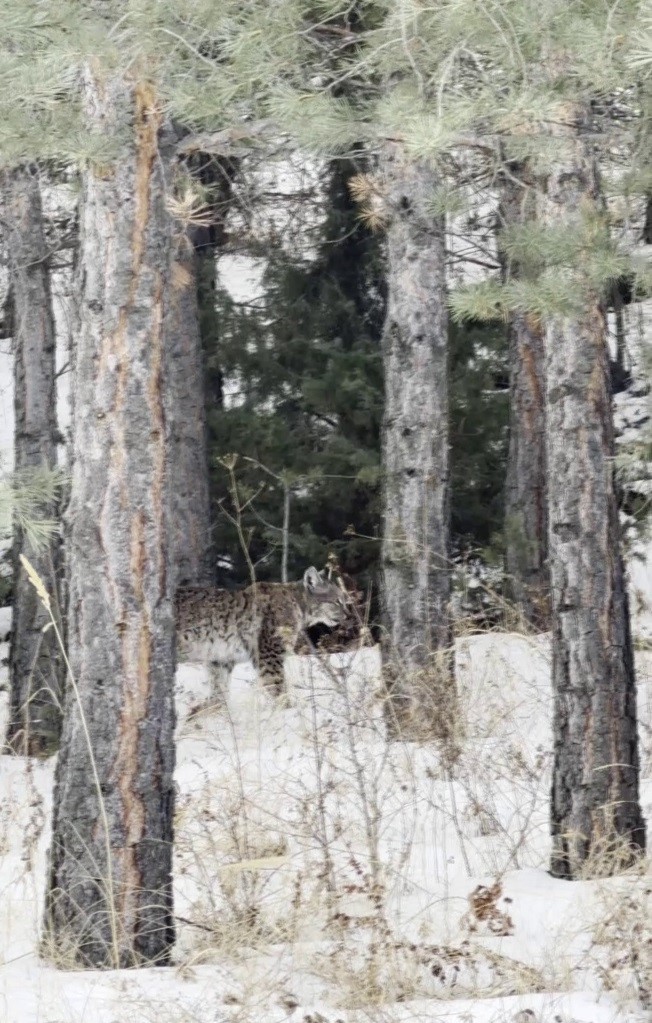 Erzurum’da nesli tehdit altındaki vaşak görüntülendi