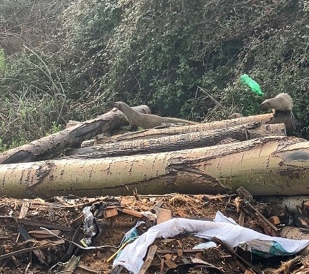 Mersin’de sansar ailesi görüntülendi