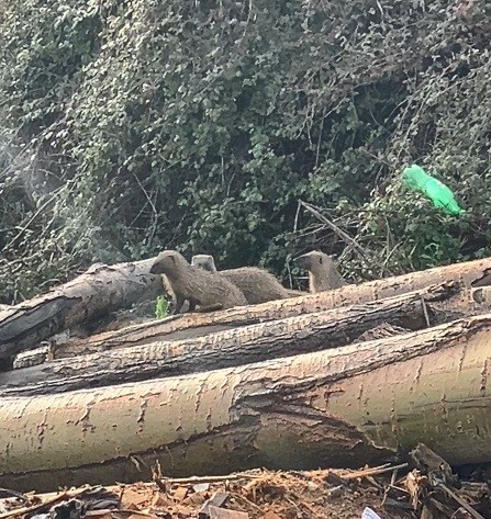 Mersin&rsquo;de sansar ailesi g&ouml;r&uuml;nt&uuml;lendi
