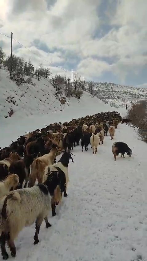 Gerc&uuml;ş kırsalına inen kurt paniğe neden oldu
