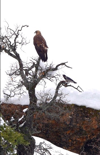 Karganın kartal ile tehlikeli oyunu kamerada
