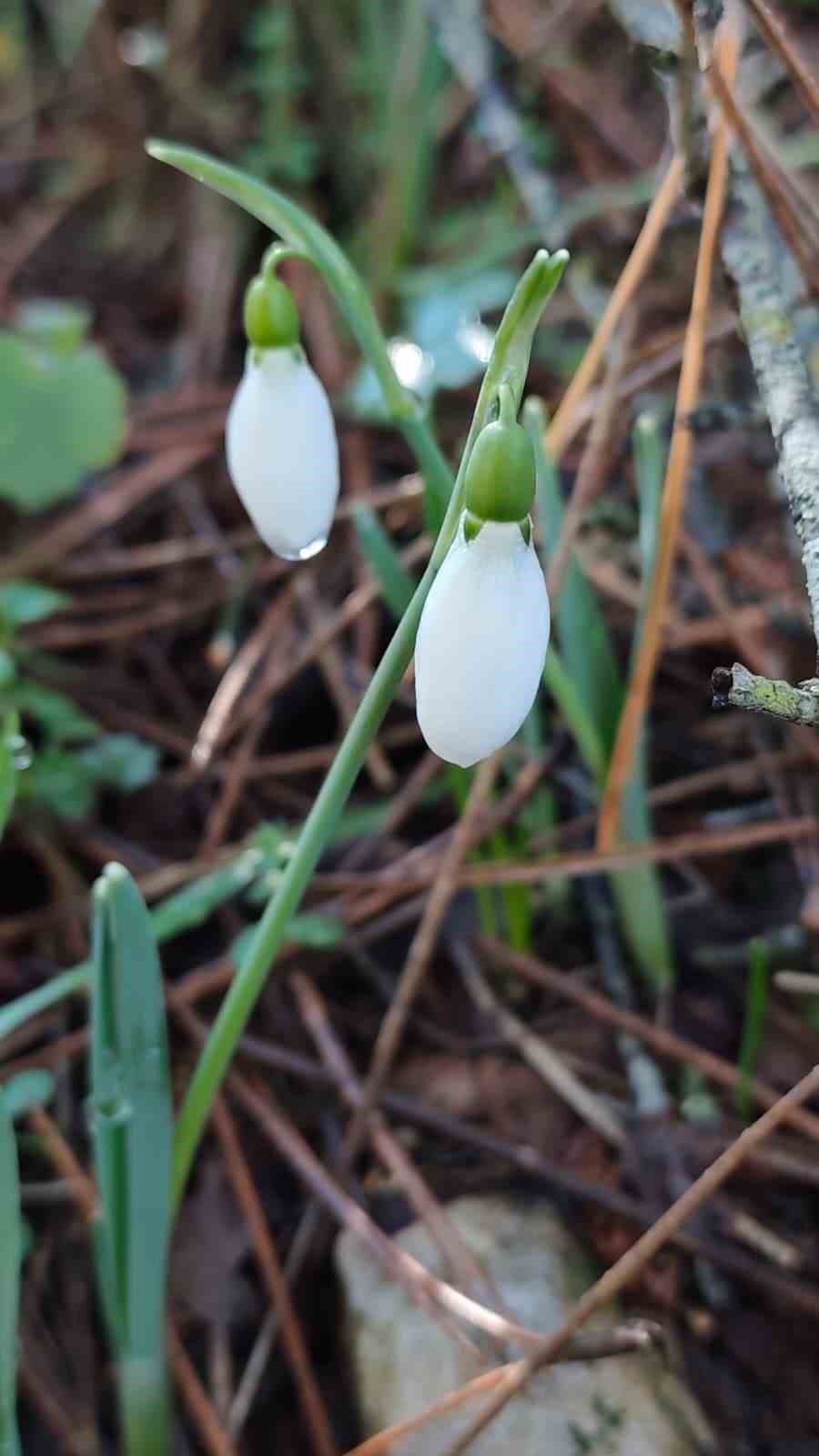 Bu çiçeği koparmanın bedeli dudak uçuklatıyor
