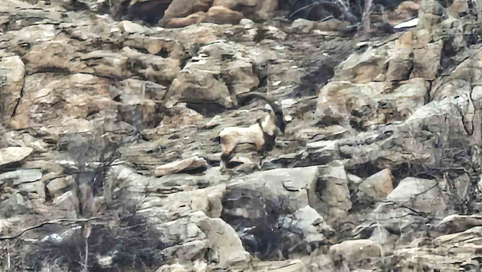 Hizan&rsquo;da dağ ke&ccedil;ileri s&uuml;r&uuml; halinde g&ouml;r&uuml;nt&uuml;lendi
