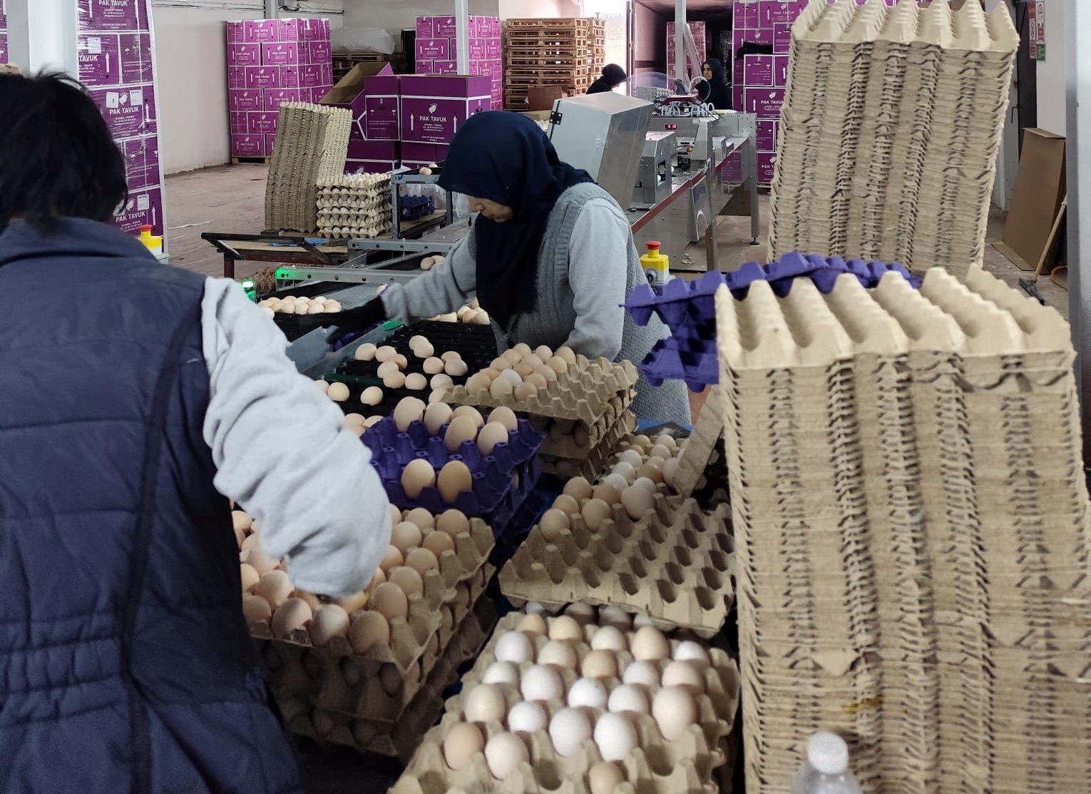 &Ccedil;avdarhisar&rsquo;da ticari yumurtacı kanatlı işletmesinde inceleme
