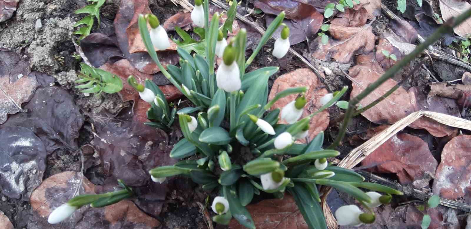 Bolu’da "baharın müjdecisi" kardelenler yüzünü erken gösterdi
