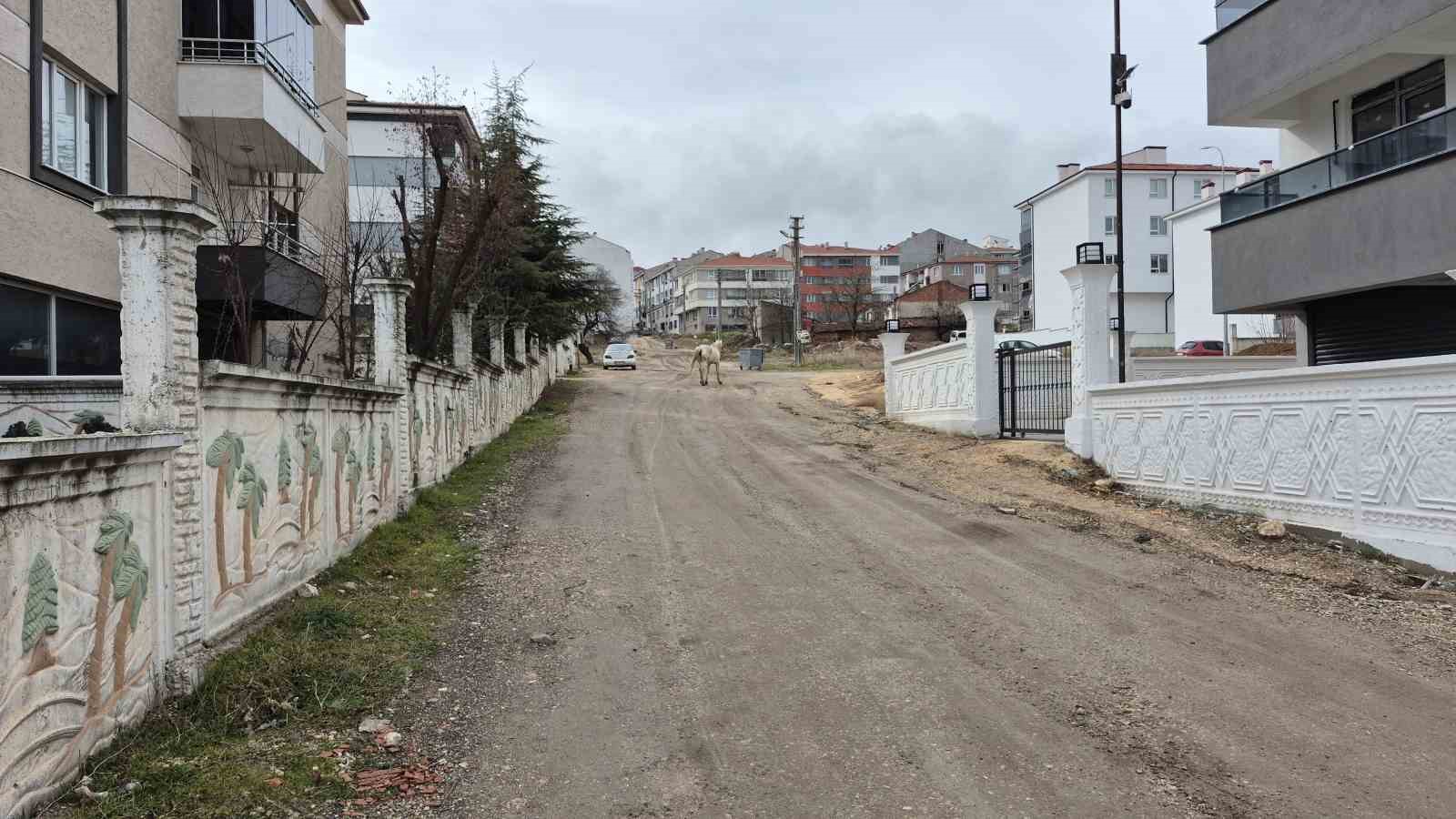 Başıboş atlar sokaklarda
