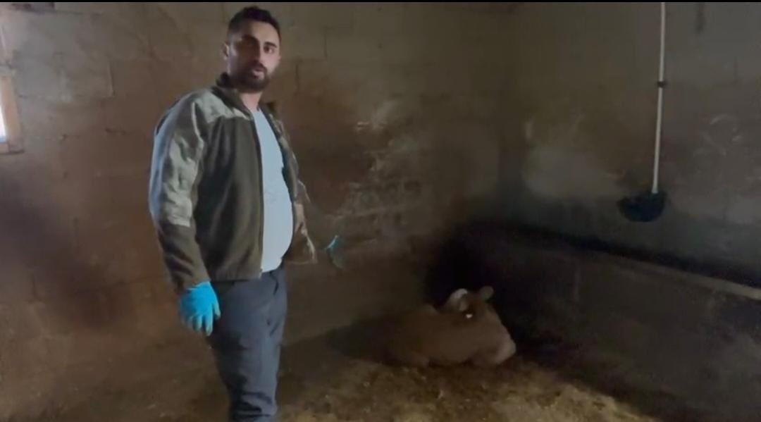 Yozgat’ta ahırlara yıldırım düştü, hayvanlar telef oldu