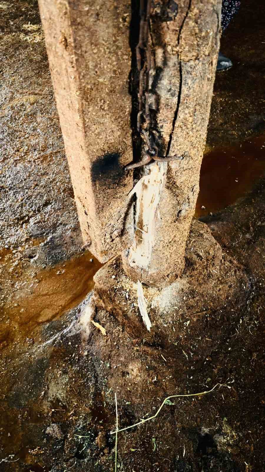 Yozgat&rsquo;ta ahırlara yıldırım d&uuml;şt&uuml;, hayvanlar telef oldu
