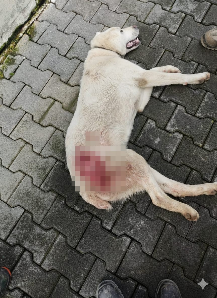 Tavuk kovaladı diye tüfekle vurulan köpek öldü