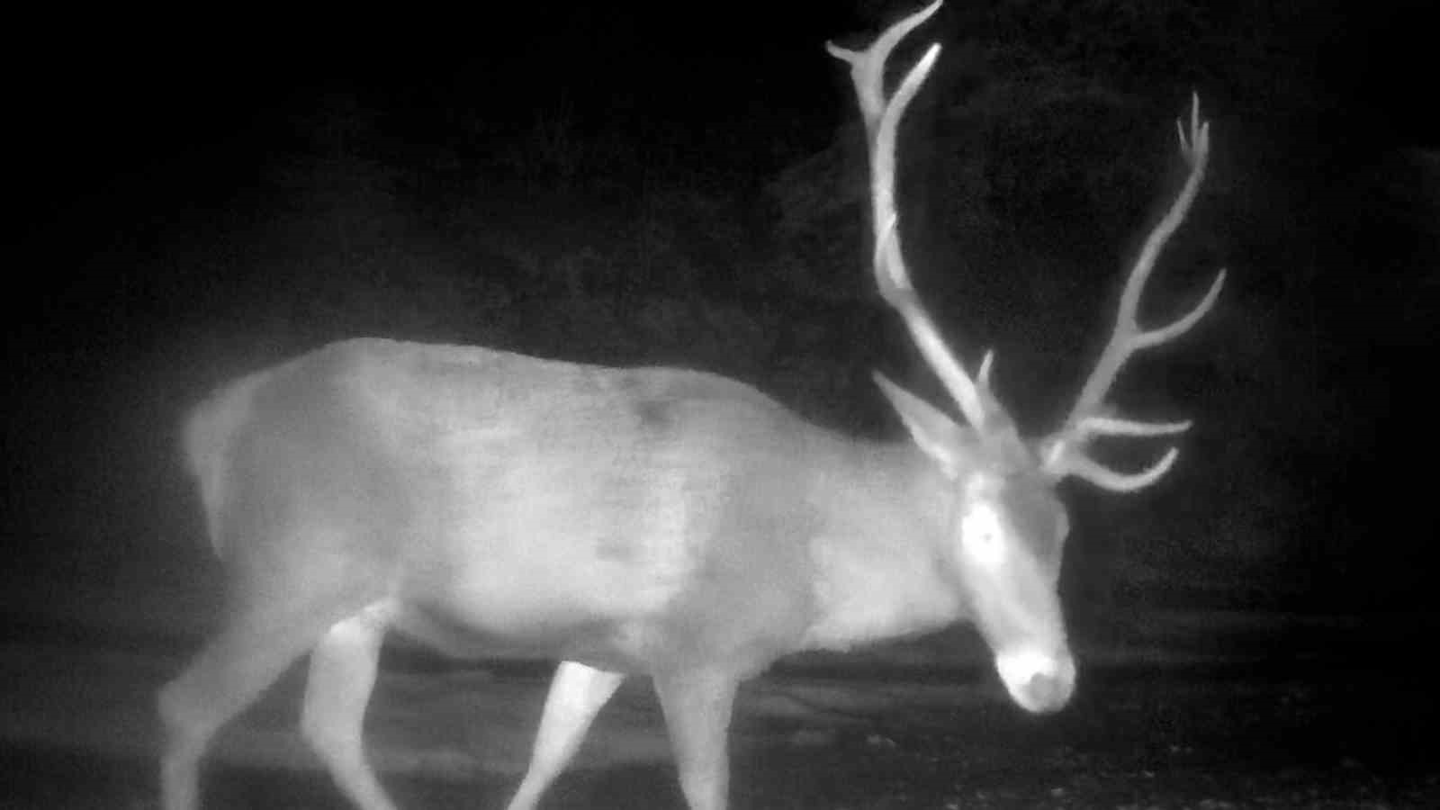 Bolu&rsquo;da yaban hayatı fotokapanlarla g&ouml;r&uuml;nt&uuml;lendi
