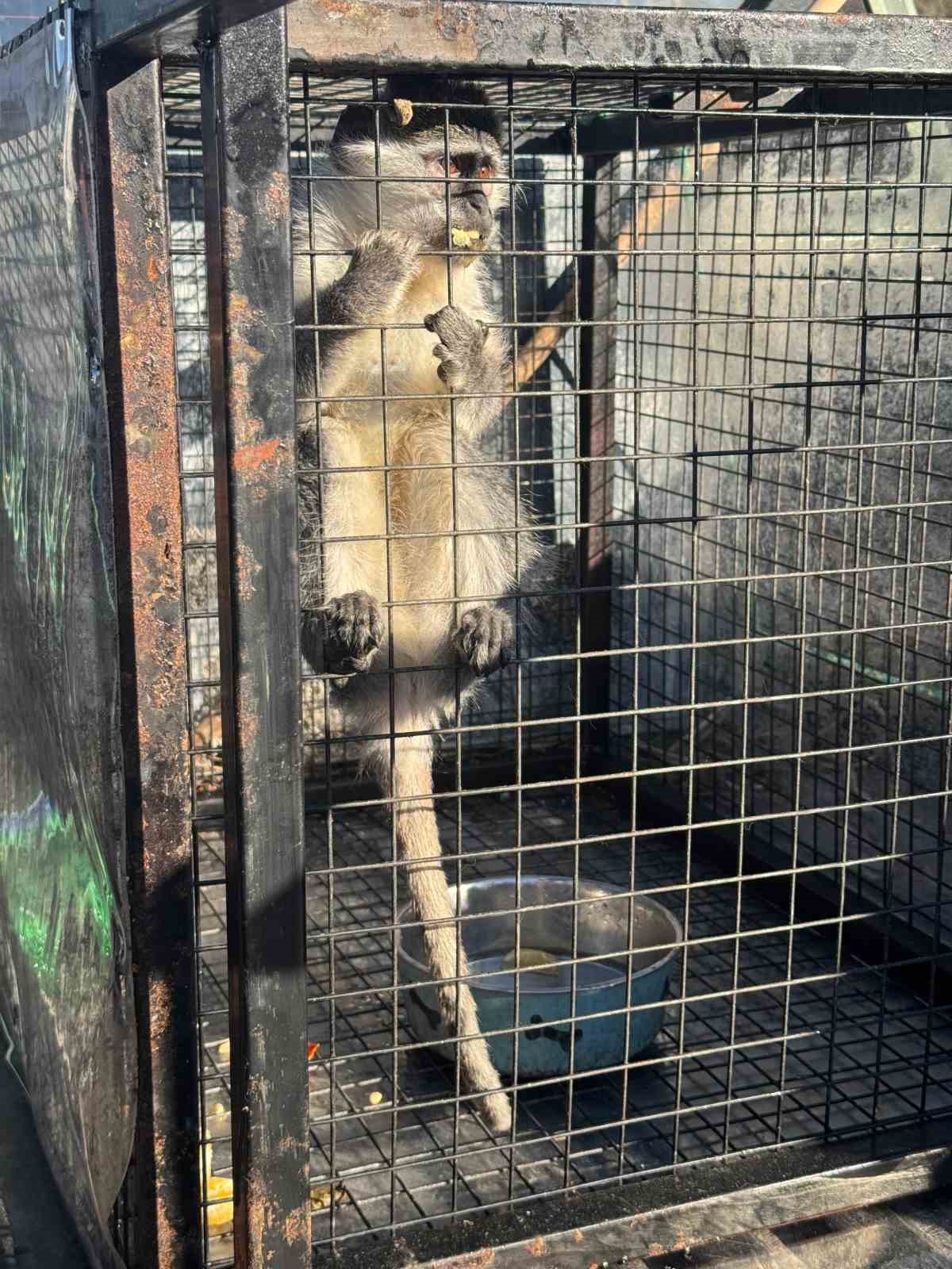 Kuşadası&rsquo;nda ruhsatsız silah ve maymun ele ge&ccedil;irildi
