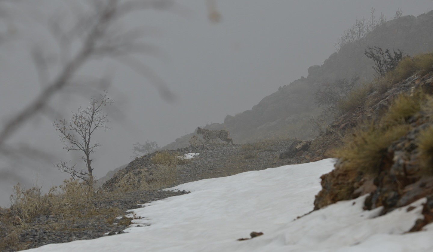 Kemaliye’de vaşak ve kızıl akbaba doğal yaşam alanlarında görüntülendi