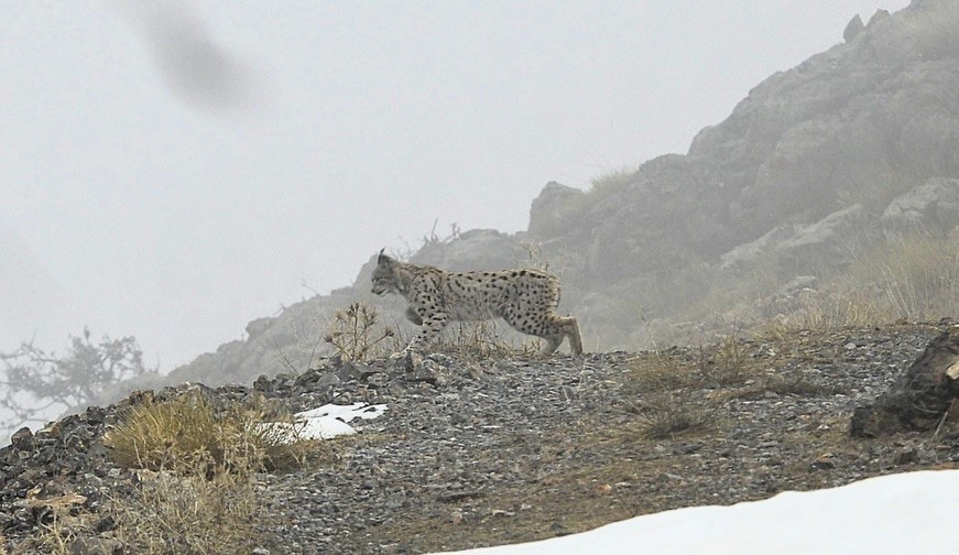 Kemaliye&rsquo;de vaşak ve kızıl akbaba doğal yaşam alanlarında g&ouml;r&uuml;nt&uuml;lendi
