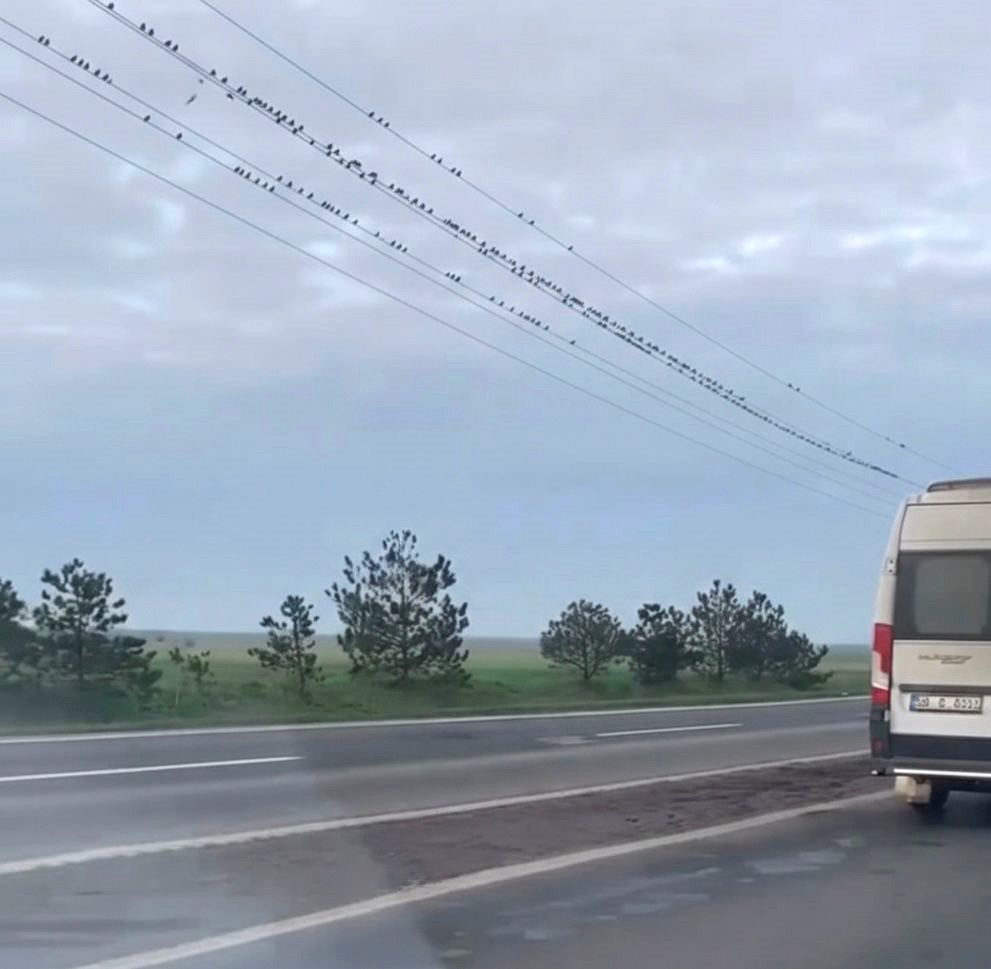 Sığırcıkların erken bahar provası