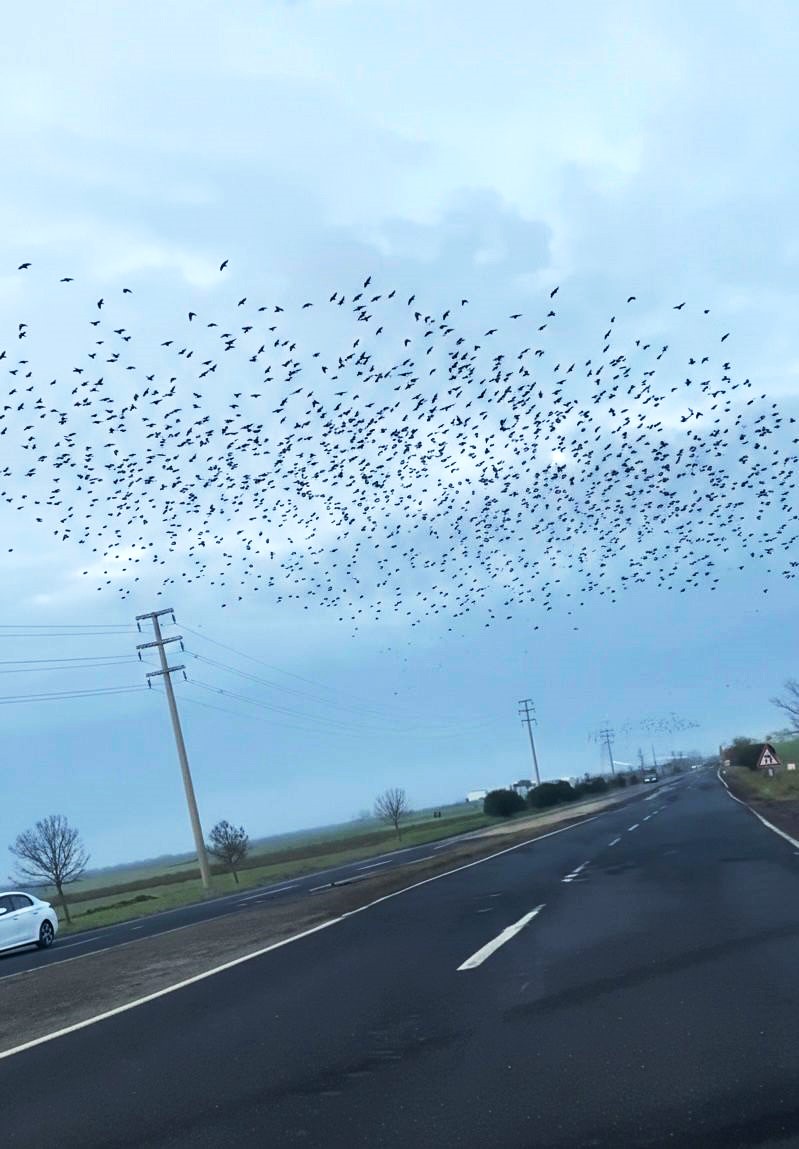 Sığırcıkların erken bahar provası
