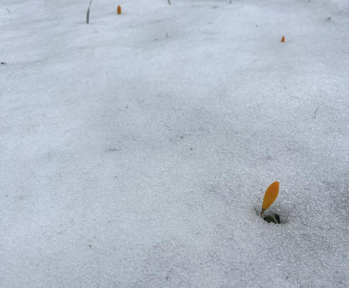Simav Gölcük Yaylası’nda karda açan çiğdemler ilgi görüyor