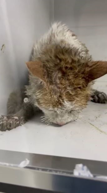 Veterinerler yangında yaralanan 11 kedinin g&ouml;n&uuml;ll&uuml; tedavisini &uuml;stlendi
