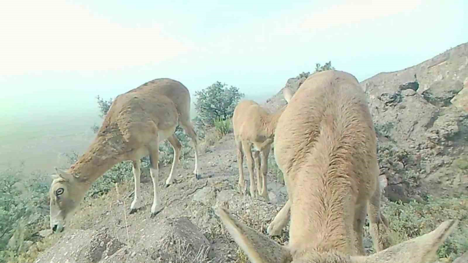 Anadolu yaban koyunu yavrularıyla g&ouml;r&uuml;nt&uuml;lendi
