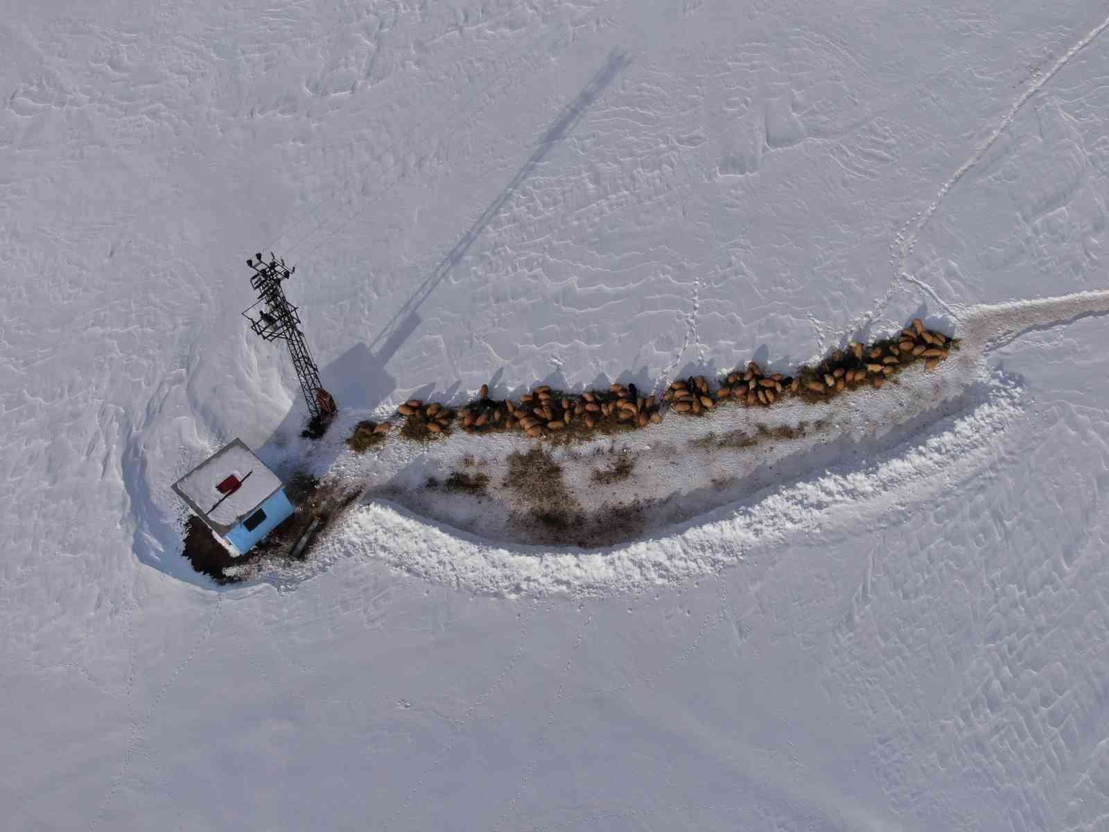 Van’da besicilerin karda zorlu mesaisi sürüyor