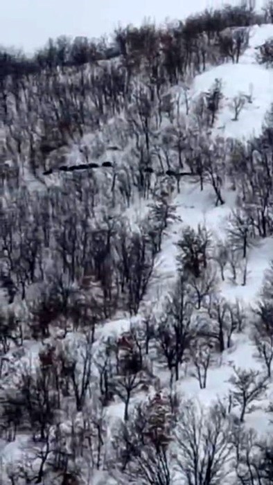 Elazığ’da domuz sürüsünü ’ordu geliyor’ diye kayda aldı