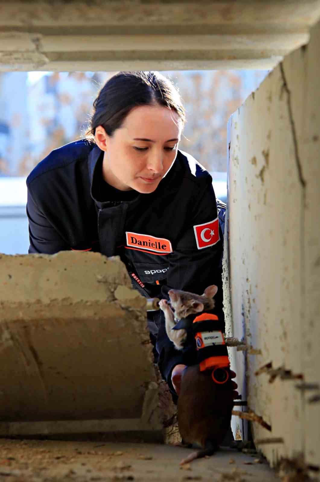 Antalya&rsquo;da eğitilen Afrika keseli sı&ccedil;anları enkaz altındaki "g&ouml;z" olacak
