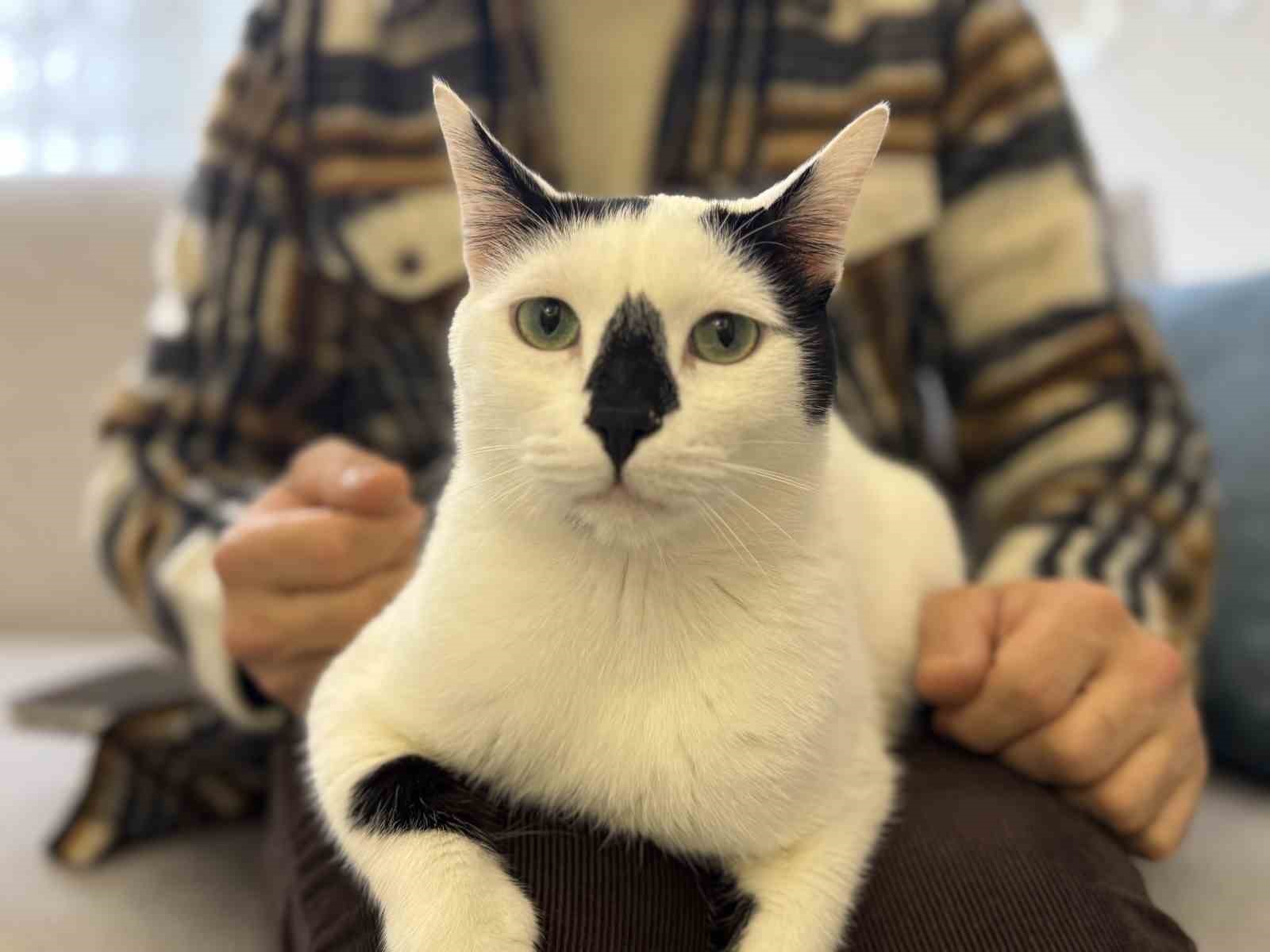 Eski itfaiye eri, enkazdan &ccedil;ıkardığı kediyle deprem travmasını birlikte atlattı
