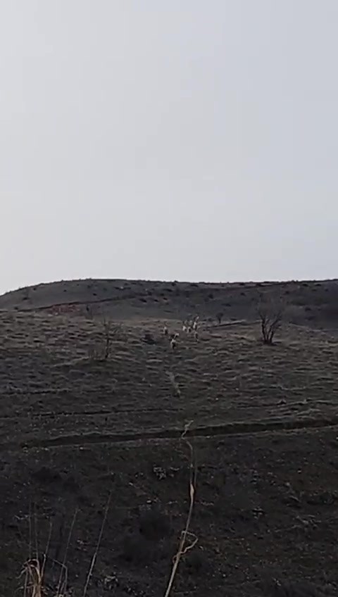 Batman’da nesli tükenme tehlikesinde olan dağ keçileri görüntülendi