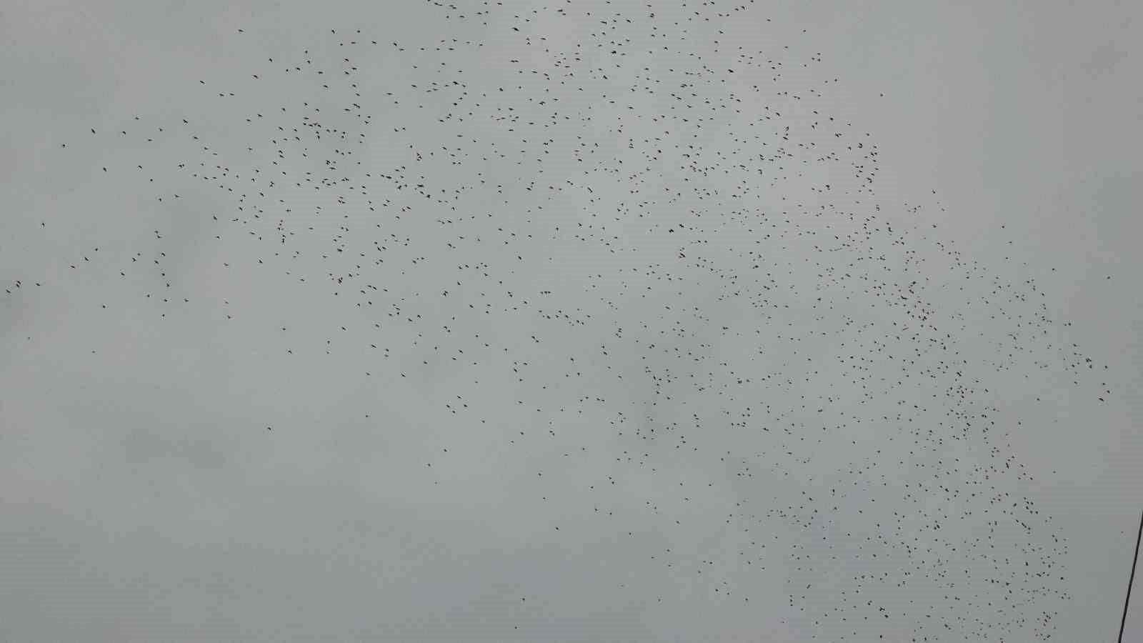 Binlerce kuş g&ouml;ky&uuml;z&uuml;nde g&ouml;rsel ş&ouml;len oluşturdu
