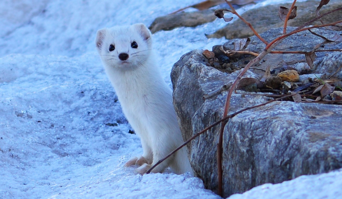 Tatvan sahilinde "Beyaz Gelincik" g&ouml;r&uuml;nt&uuml;lendi
