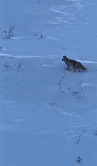 Son yılların en soğuk kışını yaşayan Sivas&rsquo;ta yabani hayvanlar sık sık yerleşim b&ouml;lgelerine iniyor
