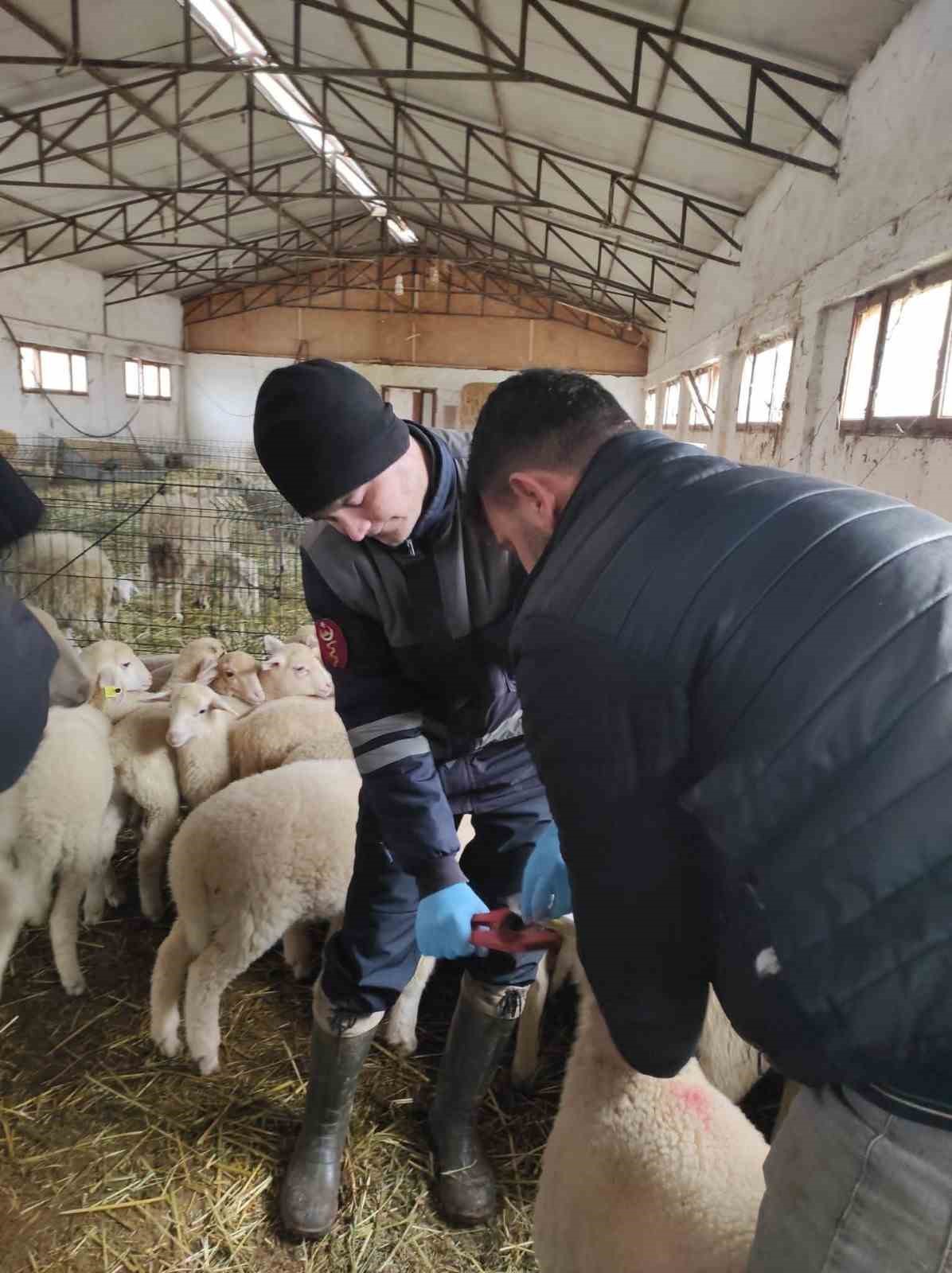 Denizli hayvancılığında sağlık, &uuml;retim ve g&uuml;&ccedil; bir arada
