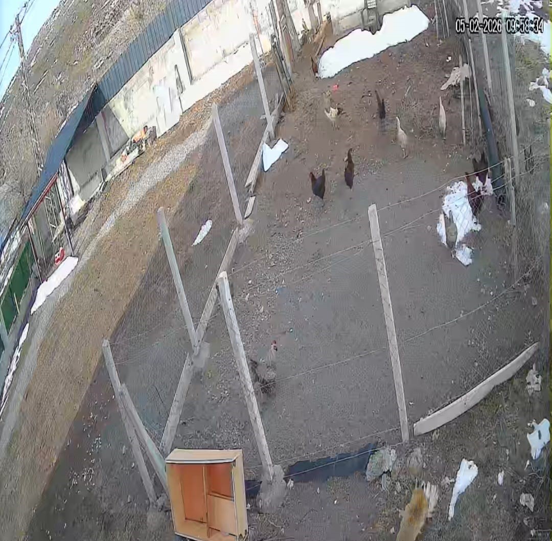 Kümese giren tilki tavuğu alıp götürdü: O anlar kamerada