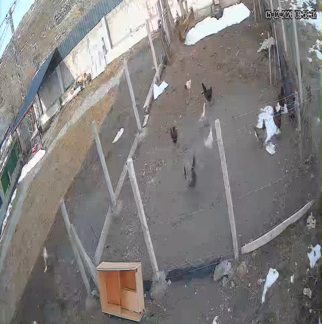 K&uuml;mese giren tilki tavuğu alıp g&ouml;t&uuml;rd&uuml;: O anlar kamerada
