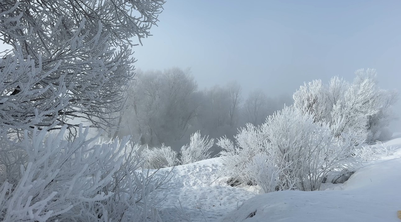Y&uuml;ksekova&rsquo;da sisle birleşen kırağı ağa&ccedil;ları sanat eserine d&ouml;n&uuml;şt&uuml;rd&uuml;
