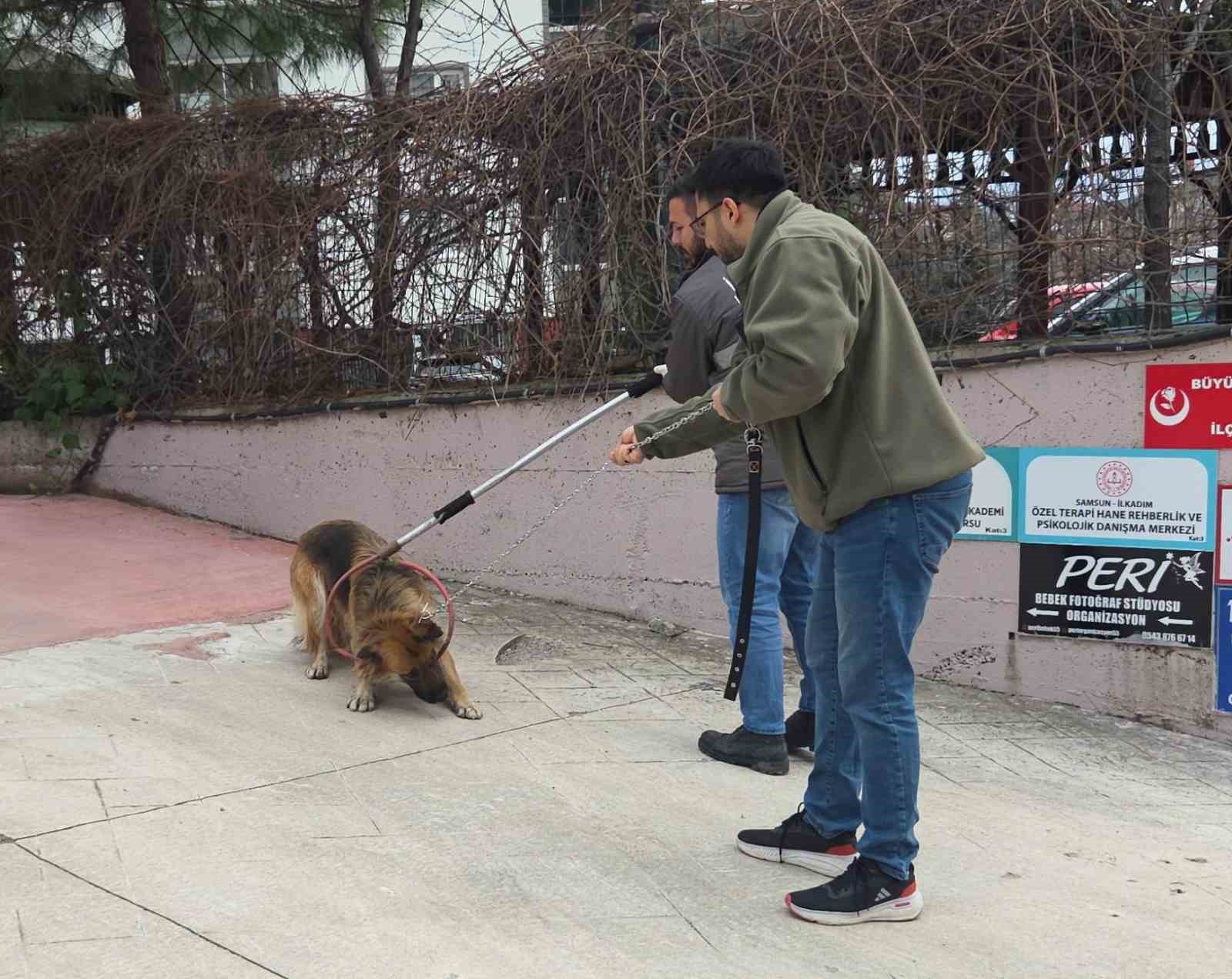 Başıboş sokak k&ouml;pekleri toplanarak barınağa g&ouml;t&uuml;r&uuml;ld&uuml;
