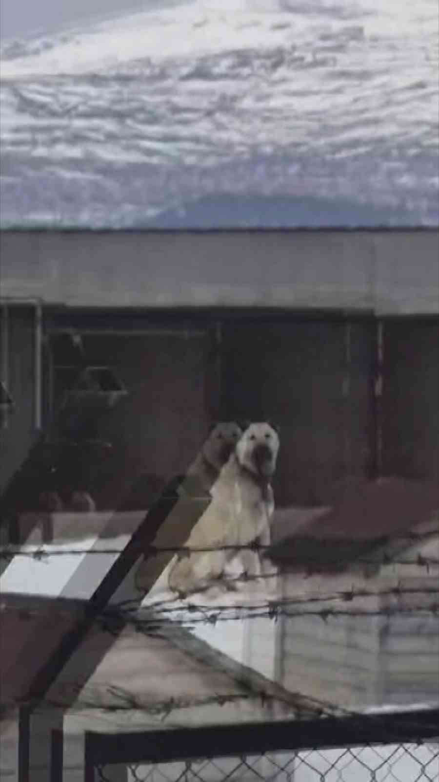 Erzincan&rsquo;daki deprem &ouml;ncesi Sivas&rsquo;taki Kangal k&ouml;pekleri tepki verdi
