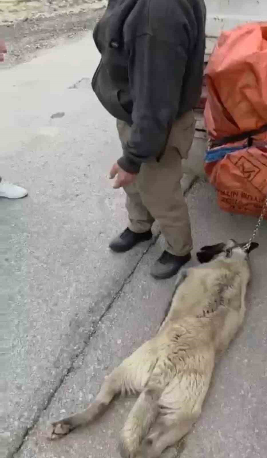 Ankara’da kamyonetin arkasına köpeği bağlayıp sürükleyen sürücü gözaltına alındı