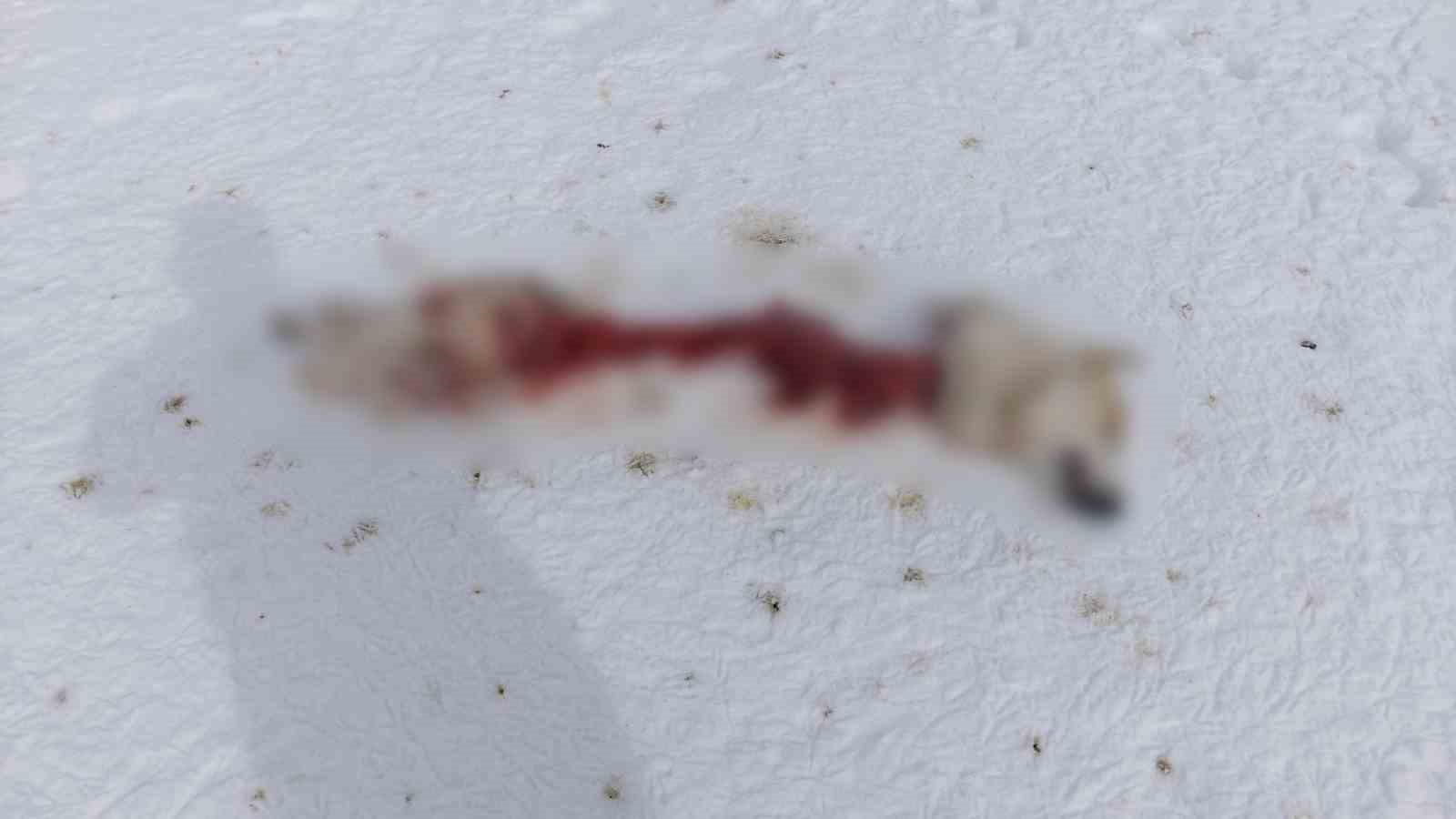 Başkale’de kurtlar köpeği parçaladı