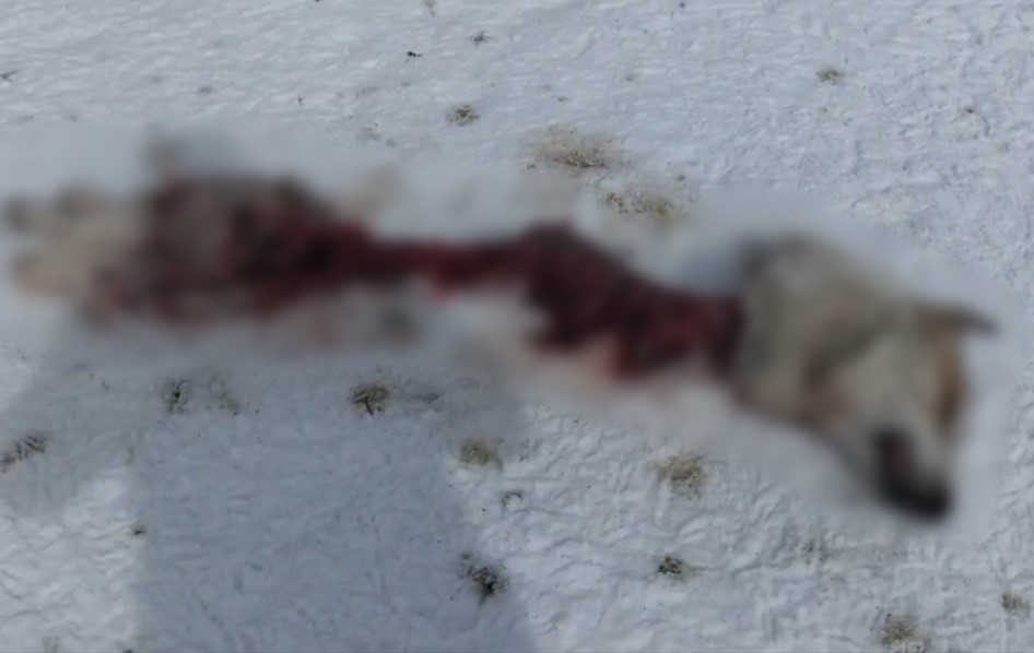 Başkale’de kurtlar köpeği parçaladı
