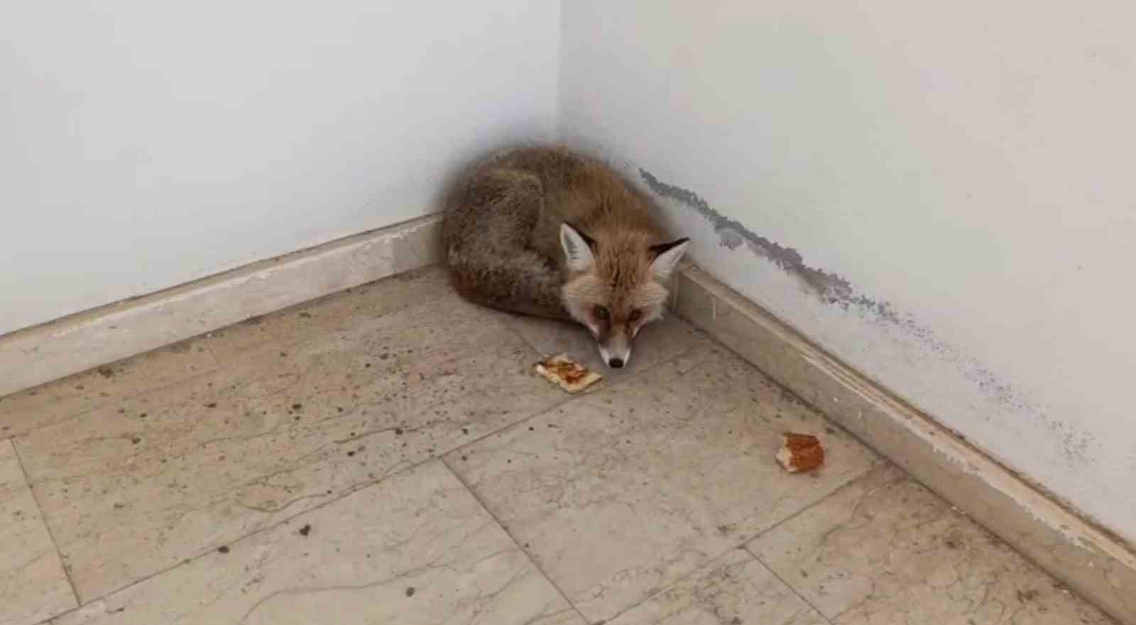 Palu&rsquo;da okulun i&ccedil;ine giren tilki kamerada
