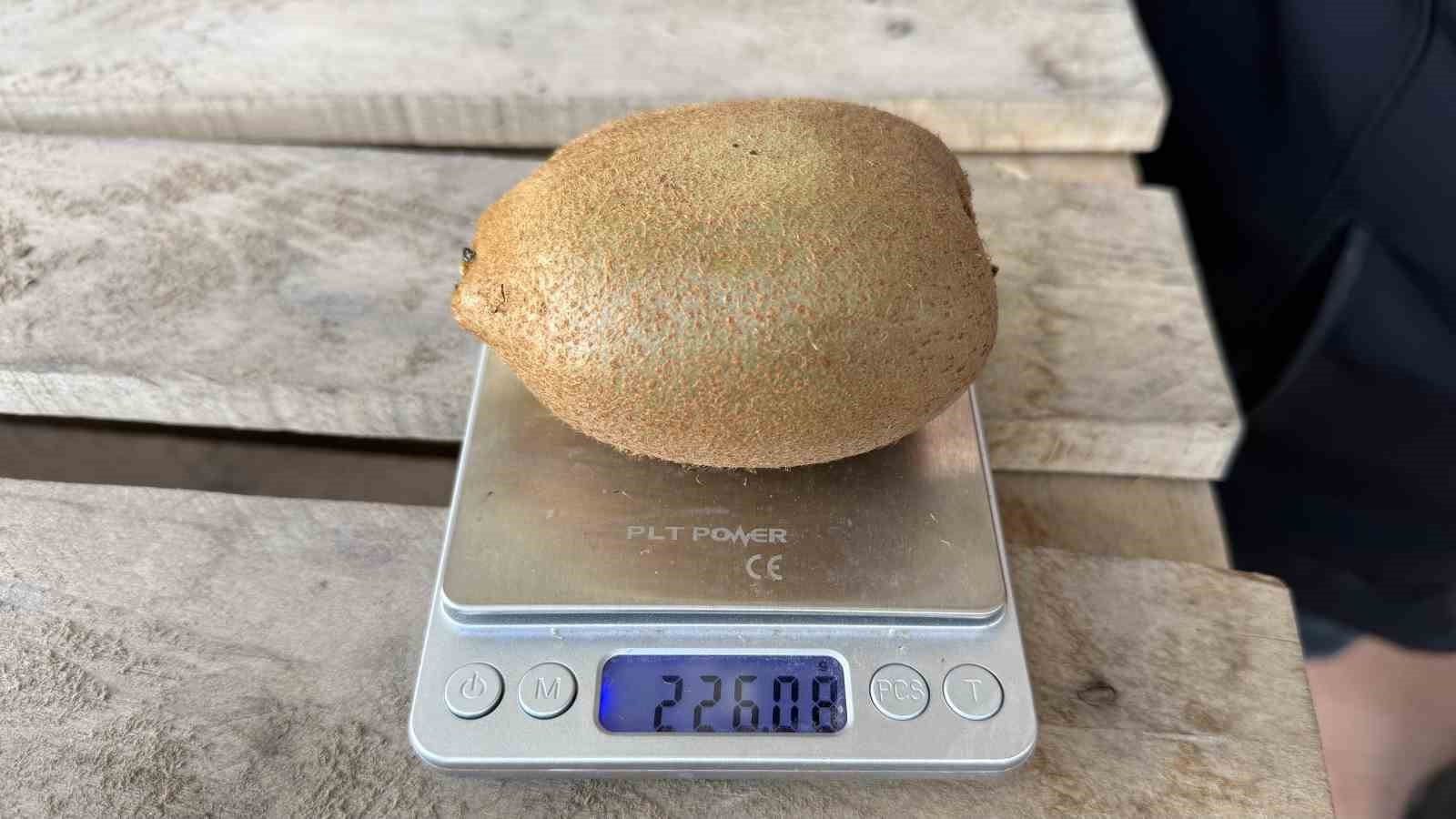 İznik’te yetiştirilen dev kiviler ağırlıklarıyla rekor kırdı, Avrupa pazarının dikkatini çekti