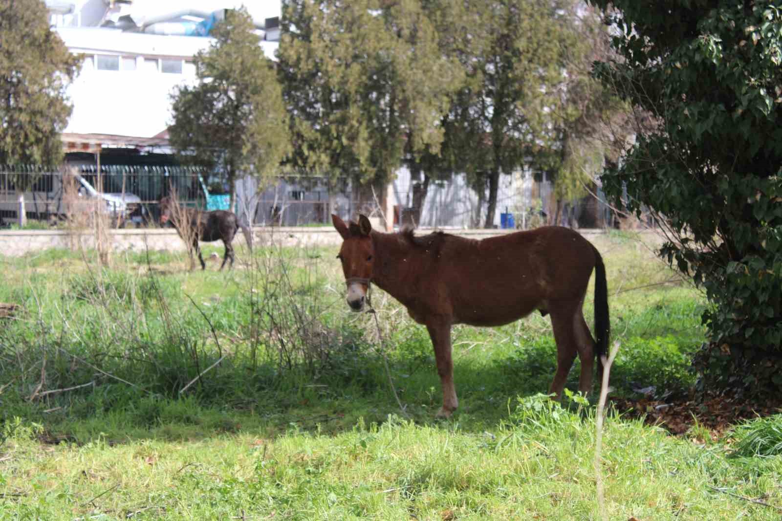 Sahipleri &ouml;l&uuml;me terk etti, resmi kurumlar topu birbirine attı
