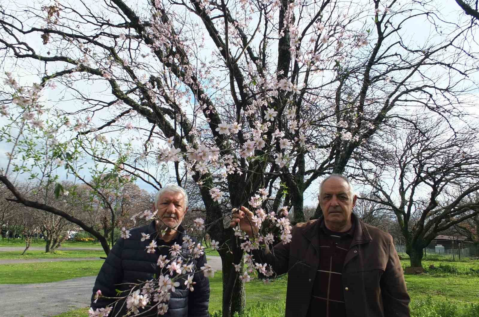 Balıkesir&rsquo;de bademler &ccedil;i&ccedil;ek a&ccedil;tı
