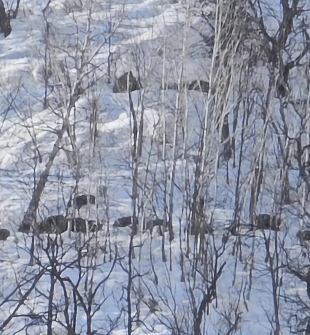 Munzur Vadisi’nde karlı dağlarda yiyecek arayan domuz sürüsü görüntülendi