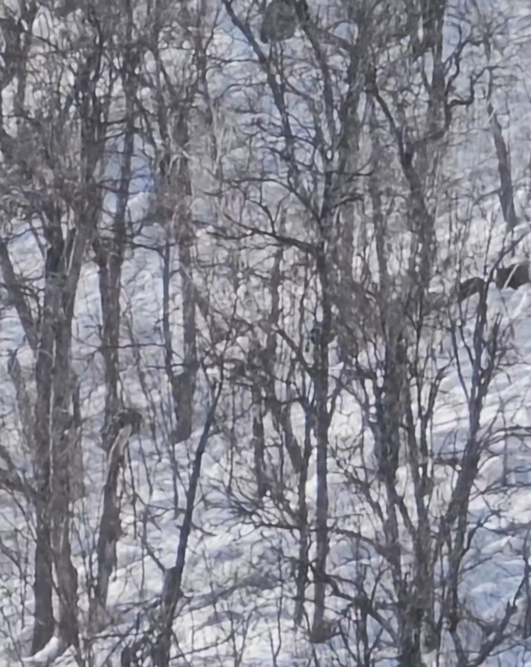 Munzur Vadisi&rsquo;nde karlı dağlarda yiyecek arayan domuz s&uuml;r&uuml;s&uuml; g&ouml;r&uuml;nt&uuml;lendi
