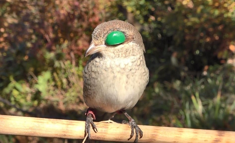 Danıştay kararı Karadeniz&rsquo;de atmaca geleneğini tartışmaya a&ccedil;tı
