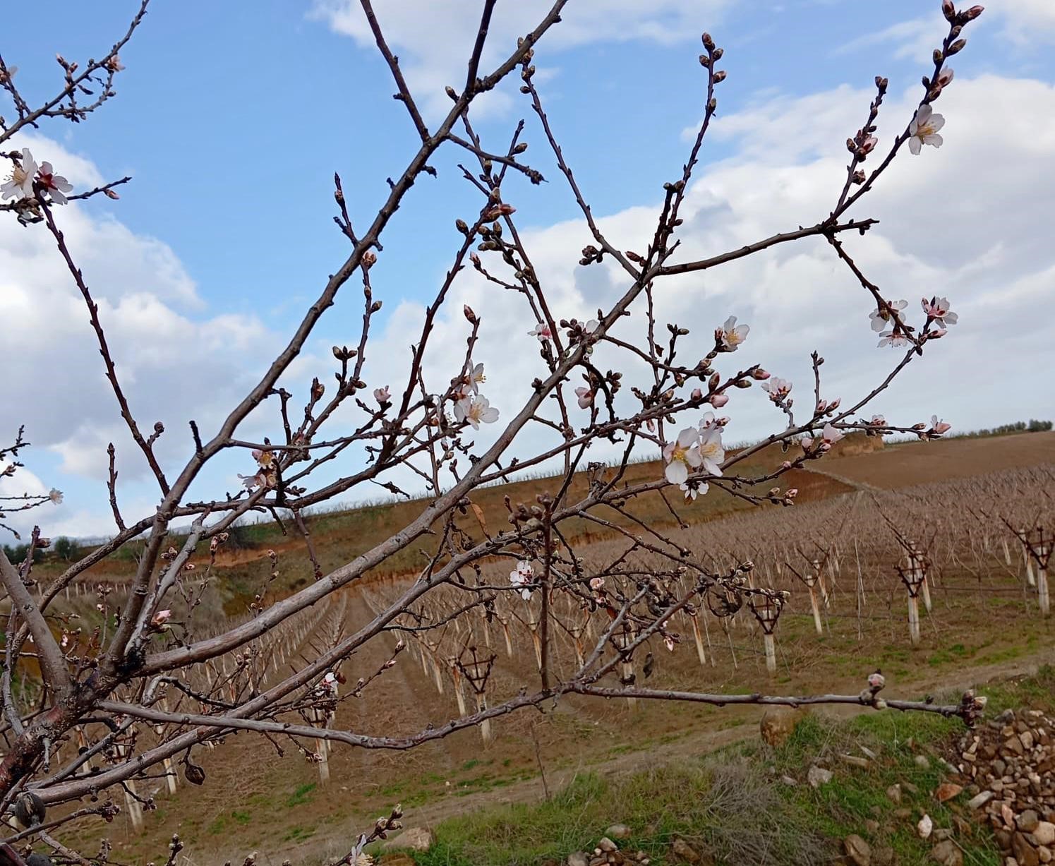 Sarıgöl’de badem ağaçları çiçek açtı