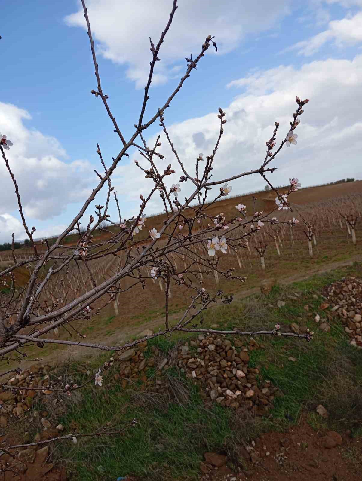Sarıgöl’de badem ağaçları çiçek açtı